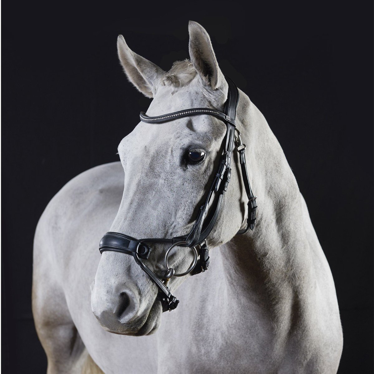 Brand new and in stock  £159 the GFS Alpine bridle - comes with two browbands and two sets of different size cheek pieces.  Own yours now >>> classicdressage.com/9166/products/…