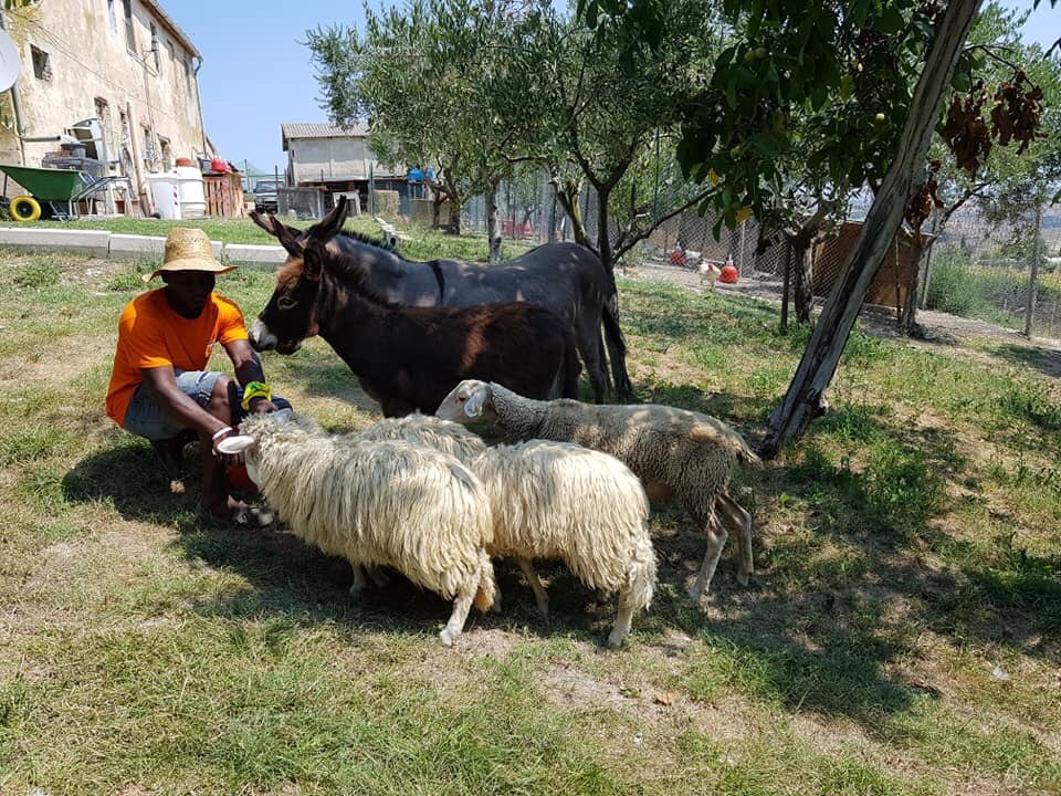 #immigrazione La storia di #Jeffery, nigeriano, 33 anni, arrivato con un barcone, laureato in #scienzepolitiche: accolto da una famiglia a Montecarotto, ha fondato una #fattoriadidattica con animali e ettari di colture. A breve un agrifood e un #museo della civiltà contadina