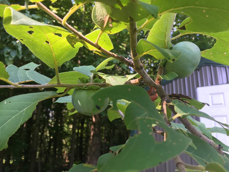 BtownOrchard's tweet photo. Join us for a Work &amp; Learn Day tmro 5-8pm @ the Orchard! No experience? No problem - we'll show you the ropes. We have tasks to suit a range of abilities. #orcharding #growingfruit #persimmons https://t.co/eMpihvU374