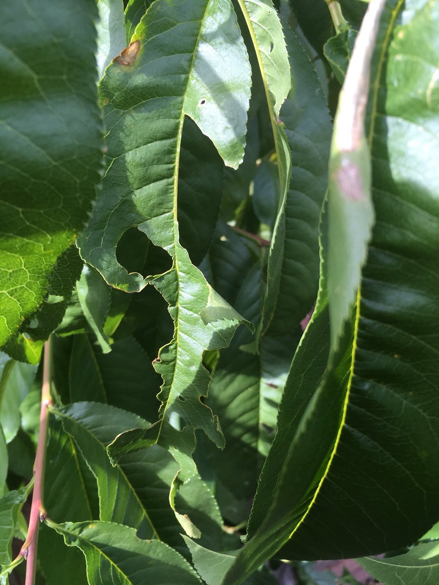 steve_badham's tweet photo. @TheMontyDon any ideas what this is eating my peach trees and several others in my garden? https://t.co/63YX1X6vI1