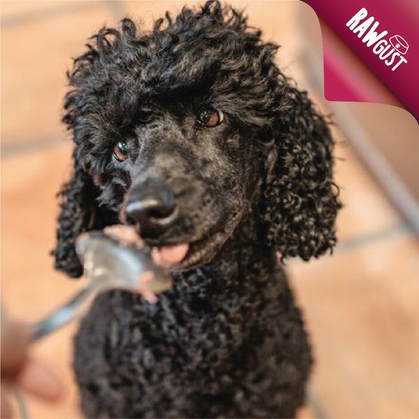 poppyspicnic's tweet photo. #RAWgust✊ There are so many benefits of feeding raw: Sweeter breath, improved digestion, easier weight management, healthier skin and coat, reduced allergy symptoms, better teeth and gums, calmer dog, less odorous poo. So, what you waiting for? Join our #RawRevolution🐾 https://t.co/ttkufTgIcE