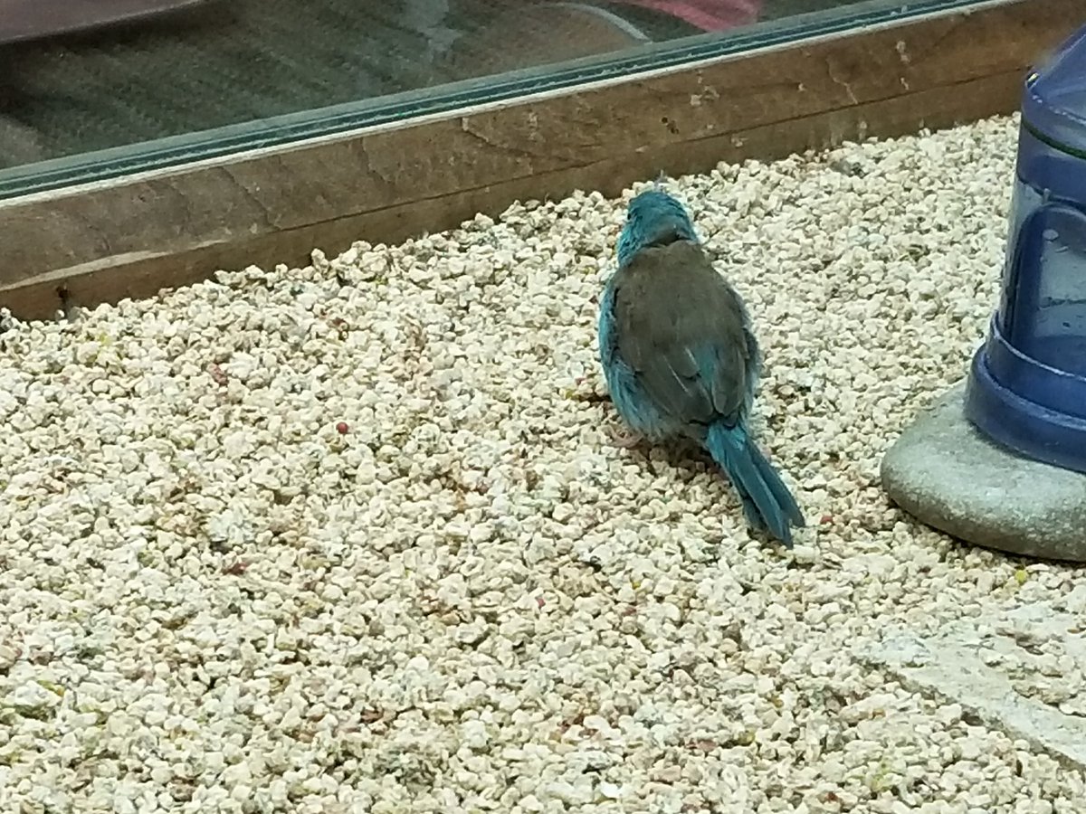 Heather Desorbo On Twitter Saw These Birds Craignewmark When We