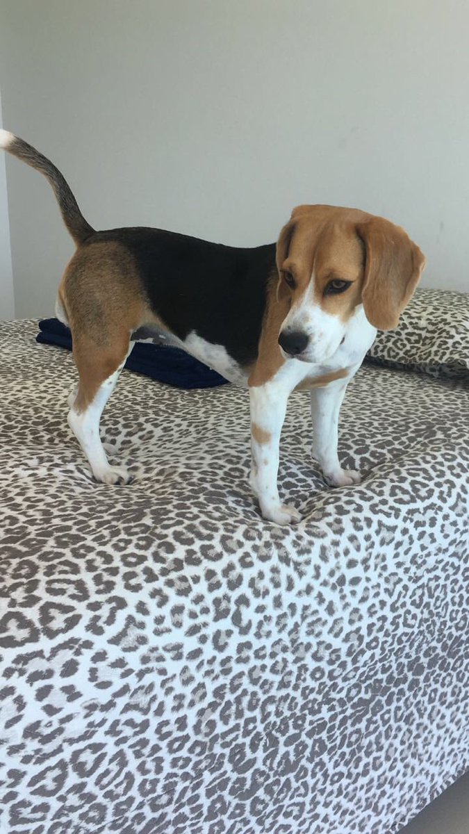 This is not my bed!! 🐶😡😍 #beagle