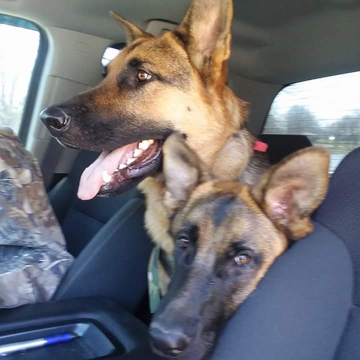 burdick_wk's tweet photo. @pcguffey We have a Bella &amp; a Izzy https://t.co/F1BOlf1g41