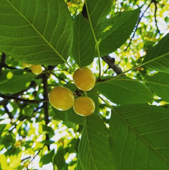 LeeTurkeyFarms's tweet photo. White cherries! #leeturkeyfarm https://t.co/UBvfGoqPWs