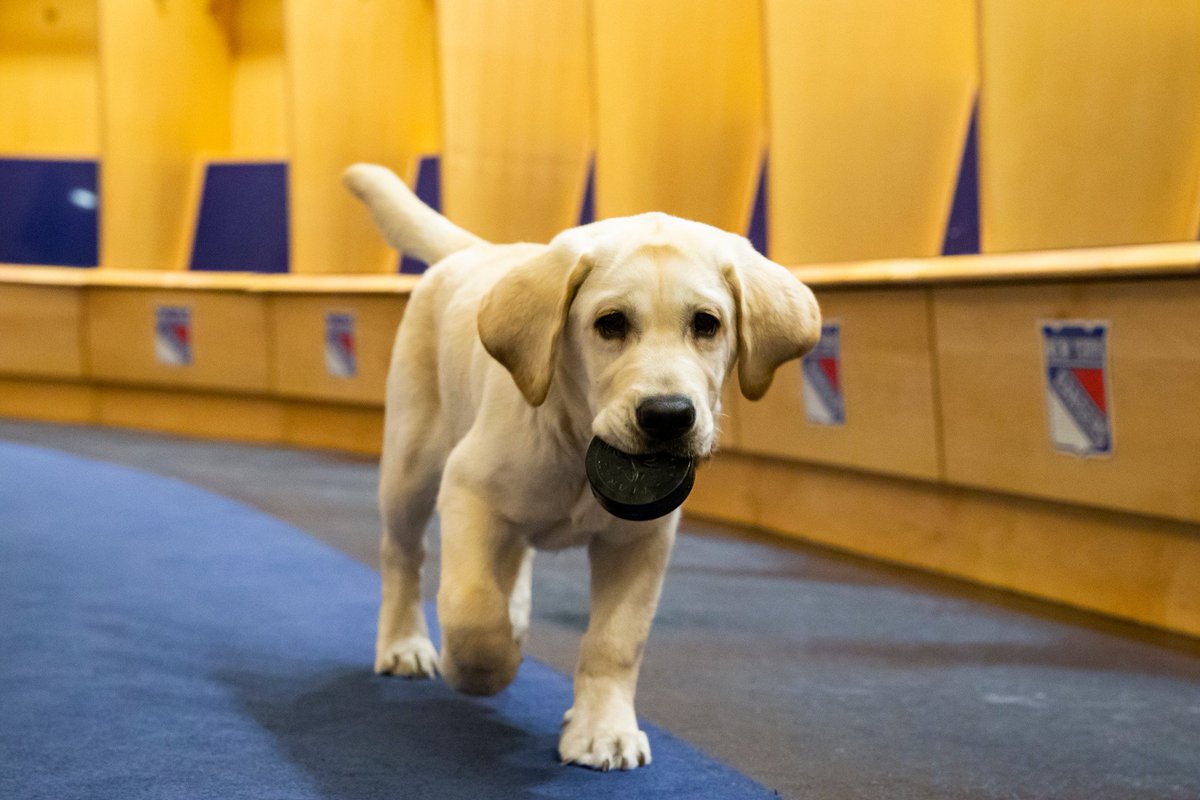 NYRangersPup's tweet photo. Some barkground on me:
I’m a Lab.
Born on 1/31/18.
My first collar was blue and now I get to be a Blueshirt!
My pre-game treat is peanut butter!
I’m learning to handle pucks!
I love to take the subway to MSG!
#NYRPupOnAPath https://t.co/wn3ViGtqQY