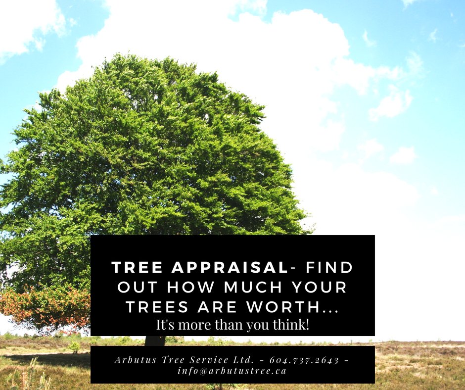 ArbutusLtd's tweet photo. #treevalue #urbantree https://t.co/trQH4LQ53u