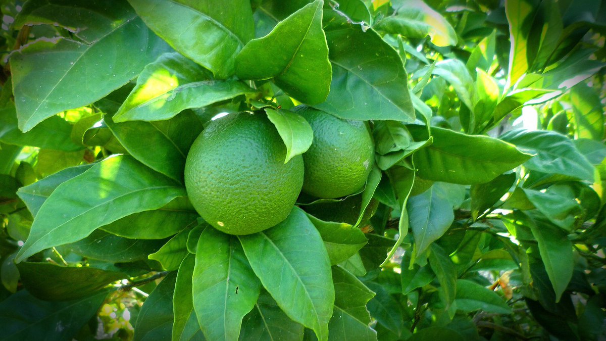 Enjoy the zesty scent of lime this summer in our Lime and Juniper Berry fragrance!