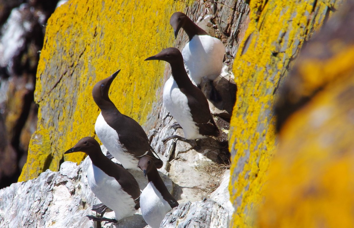 ww2.rspb.org.uk/community/plac… Read the latest blog from RSPB Mull of Galloway <a href="/MullofGalloway/">Mull of Galloway</a> <a href="/RSPBGlasgow/">Giving Nature a Home Glasgow</a>