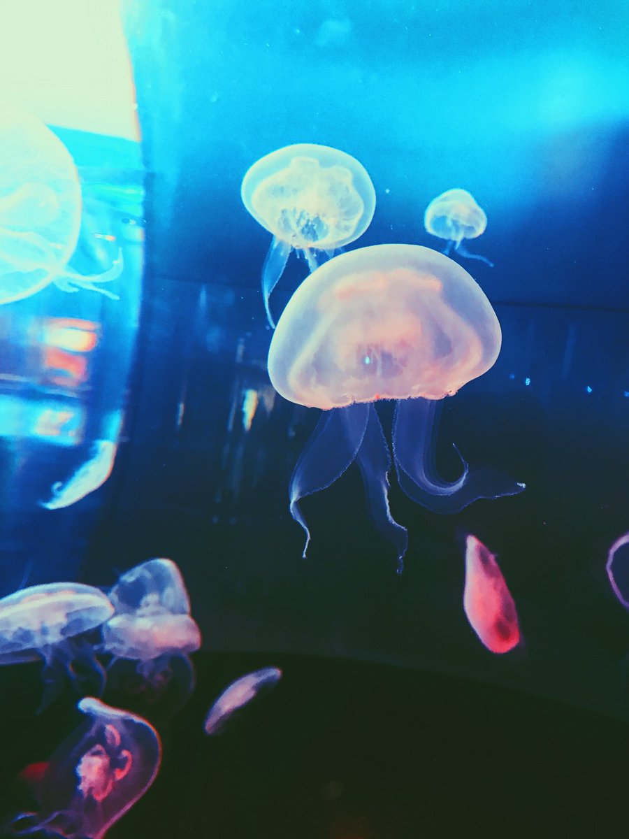ellkje's tweet photo. 🐙 https://t.co/GQPfIjGXOM