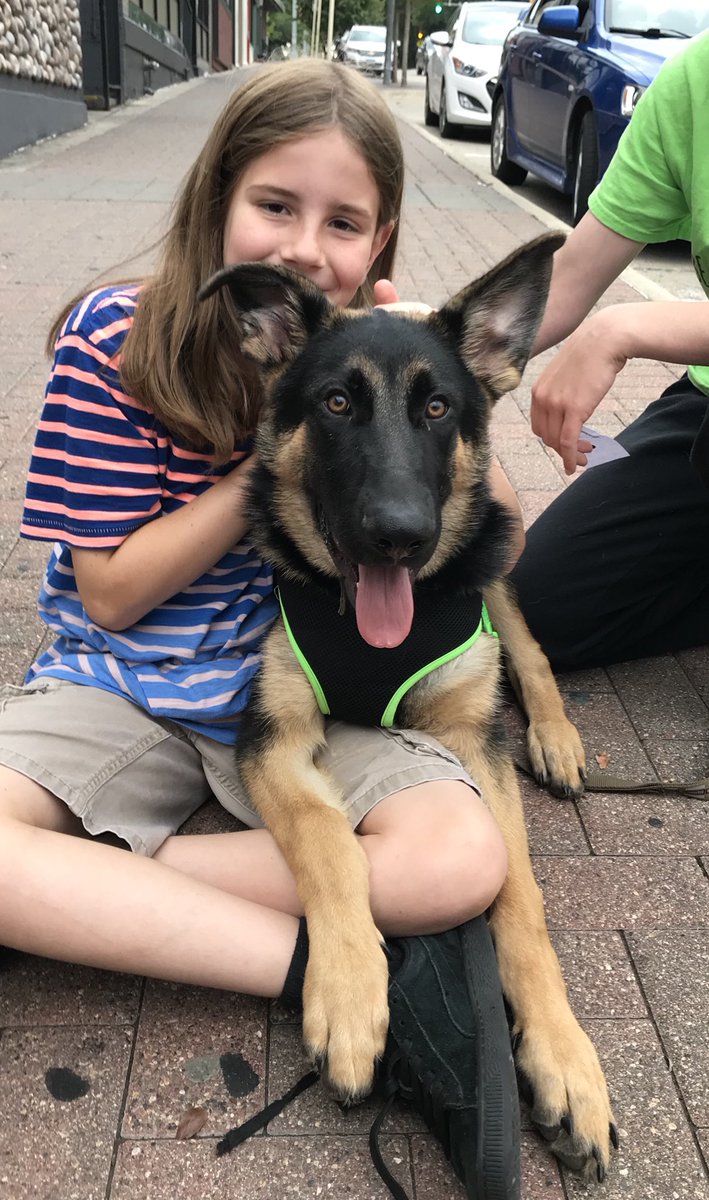 IvePetThatDog's tweet photo. I pet Milo. He is a 5 month old German Shepherd puppy. Right after he was adopted, he locked his caregiver out of the house by pawing at the door! Milo wants pizza. He’s never had it, but he has hope. He chews on his pizza toy while his caregiver eats the real thing. 🍕 https://t.co/pu8loWlaHp