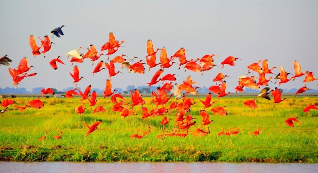 RevelaCO's tweet photo. Cuarto puesto: John Jair Londoño Garzón, con la fotografía titulada ‘Las Corocoras del Llano’, tomada en Arauca. Gana 6 millones de pesos. #RevelaColombia2018 https://t.co/Fp9nefvmuO