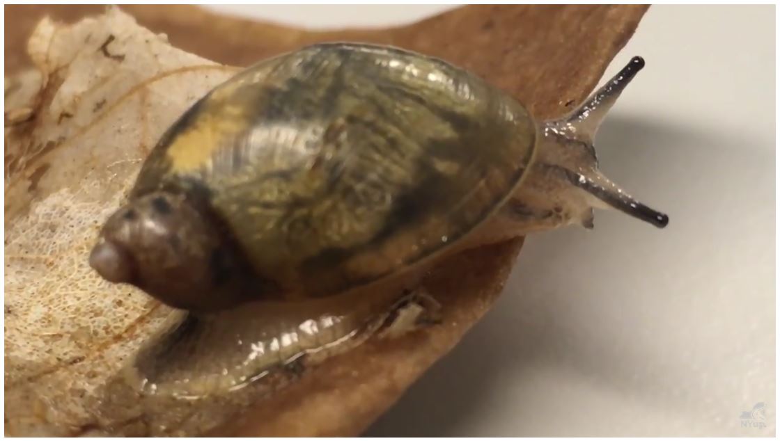 ESF researcher Cody Gilbertson dubbed a 'snail whisperer.' She's helping to save endangered snails. syracuse.com/outdoors/index… Shoutout to <a href="/NYSDEC/">New York State Dept. of Environmental Conservation</a> @NYStateParks &amp; <a href="/SyracuseZoo/">Rosamond Gifford Zoo</a>, our collaborators on Chittenango ovate amber snail conservation!
