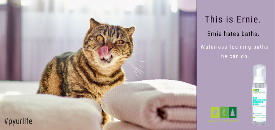 PyurSolutions's tweet photo. For the pets who don't do water. 
Shop our Pet Waterless Foaming Bath at https://t.co/81oyVVazEf 
#pyur https://t.co/lCUCqIutUM