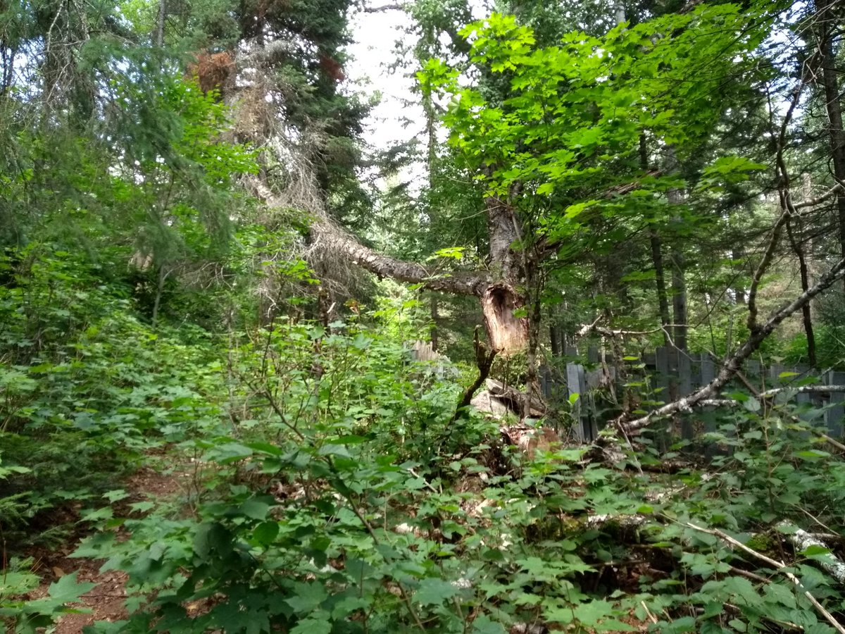 Tom Thomson tweet media