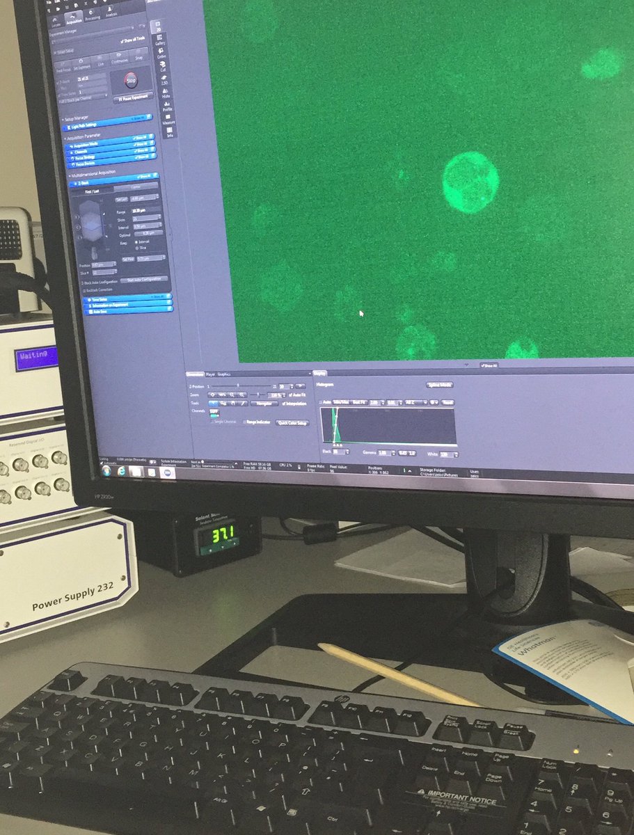 DM_Jeziorska's tweet photo. Late night with #Science! #Microscopy #lmaging @MRC_WIMM https://t.co/sf0yfoDpwg