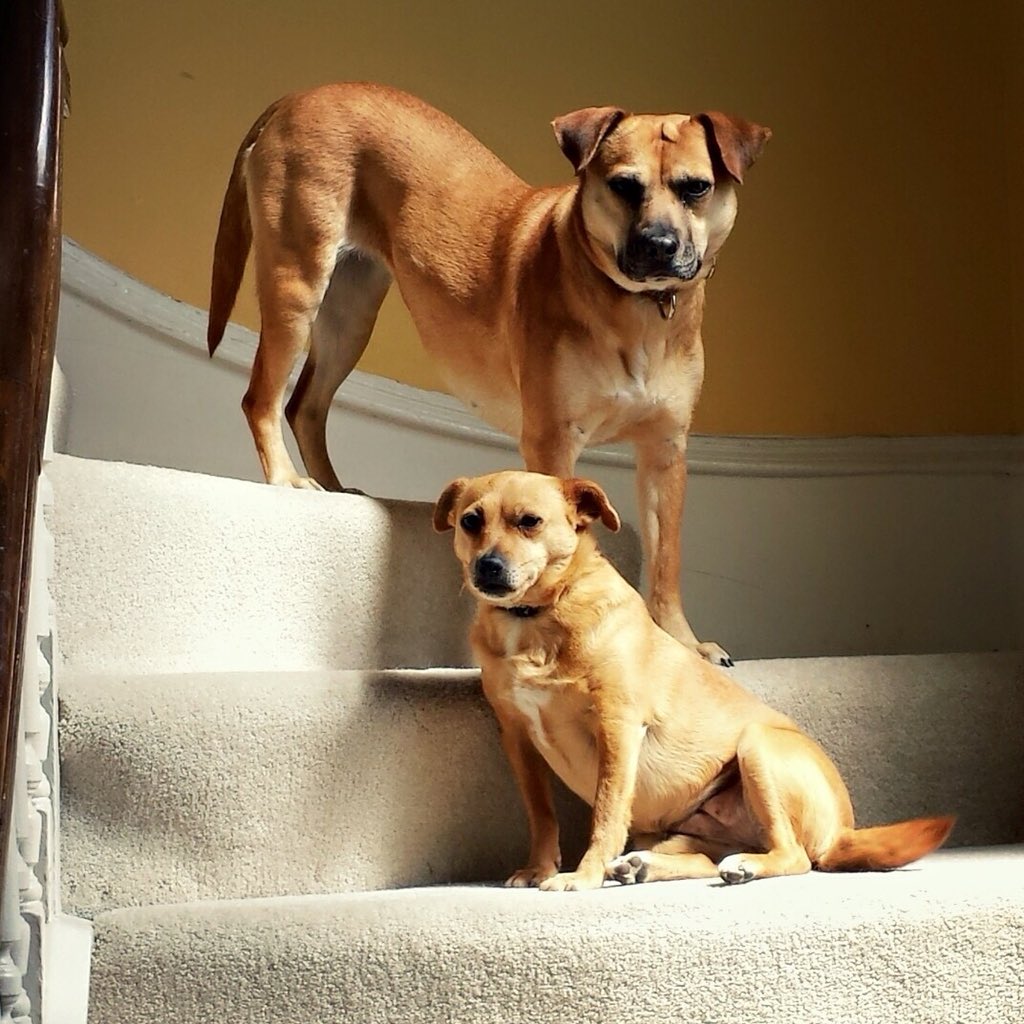 Hey <a href="/people/">People</a> and <a href="/PedigreeUS/">PEDIGREE</a>, I entered the Rescue Dog Contest, and I wanted to share the page for my dog Zella on social media. There is no way to find it. Help!  #rescuedogcontest #rescuedog #peoplemagazine #pedigreeforayear