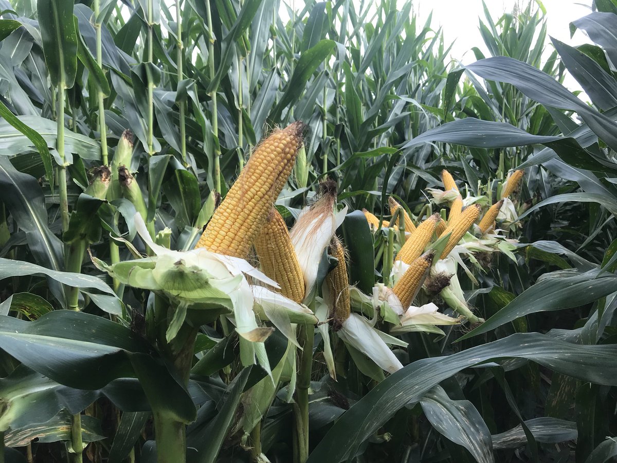 Shawn Jones tweet media