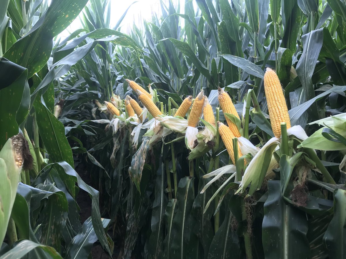 Shawn Jones tweet media