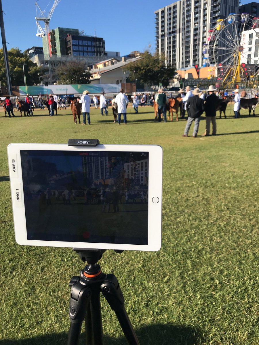 AAMInvestments's tweet photo. We are LIVE for the Led Steer and Heifer show and sale today from @TheEkka #ekkacited #ledsteer #aamig Visit https://t.co/9GE0kzWbjo to watch all the action https://t.co/LOzhdTuqpa