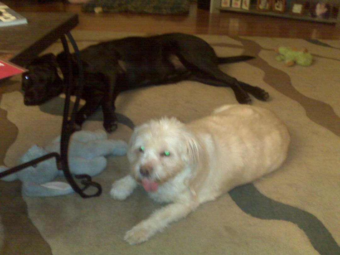BarkBustersPete's tweet photo. What can #BarkBustersofBucksMontgomeryCounty assist you with today? We look forward to providing the best service for all your needs. Give Us A Call at (215) 929-7129 today! #DogTrainer #DogObedience #InHomeDogTraining #DogAggressionTraining #Newtown18940 https://t.co/YL9cYyB5Vp https://t.co/re0avsqCyJ