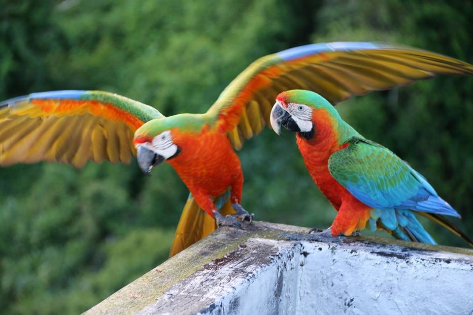 snakenovoa's tweet photo. Era de esperarse que tarde o temprano se empezaran a observar híbridos en los cielos de Caracas. Estos animales de la foto son, posiblemente, híbridos de Guacamaya Bandera con la Azul y amarilla, producto de 2 especies de Aves q en primera instancia no deberían estár en Caracas. https://t.co/kvFJzrXAGI