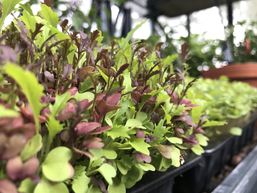 DarrenVenables's tweet photo. Freshly grown baby leaf salads including our new #rocket #microsalad crops for @jamesmartinchef @TheKitchenatCG @chewtonglen in our @Alitex #greenhouse #newforest #cookeryschool @Chef_Adam_Hart @lynkphotography @ChefSteveBulmer @luke_matthews2 @nakedjam @GoStembo #chewtonglen https://t.co/I9VZhQFIVS
