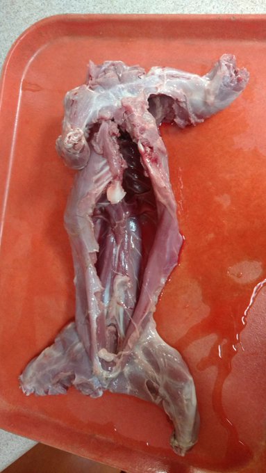 Whistle pig is clean out and brining and organs have been saved for dogs; It was a good food morning<a href="/tag/hammocklife"class="tags"><span>#hammocklife</span></a>