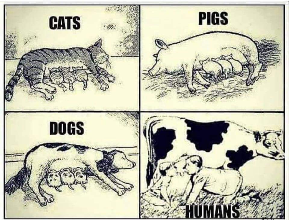 raven919's tweet photo. #GoVegan💚 https://t.co/L236xKtwyE