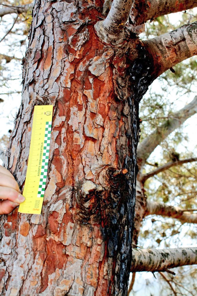 GVAagricultura's tweet photo. ⛑️ El equipo de agentes medioambientales que trabaja en el grupo de investigación de causas han logrado constatar gráficamente que el origen del incendio en #Llutxent fue la caída de un rayo sobre un arbol en la madrugada del lunes. #IFLlutxent #Stopalfoc https://t.co/iy1kuvdxzn