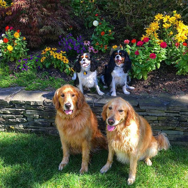 HamptnRetrievrs's tweet photo. Happy #TongueOutTuesday from Oreo, Jake, George & Gracie with a side of #tbt circa 2016. 🐾👅🐾👅🐾👅🐾👅
#tot #throwbacktuesday #smiles #smelltheflowers #cousins #smile #dogsthatsmile #goldenretriever #ckcs #cavalierkingcharlesspaniel #eastquogue #hampt… https://t.co/pjxuKQdgHb https://t.co/11TVz9Vagp