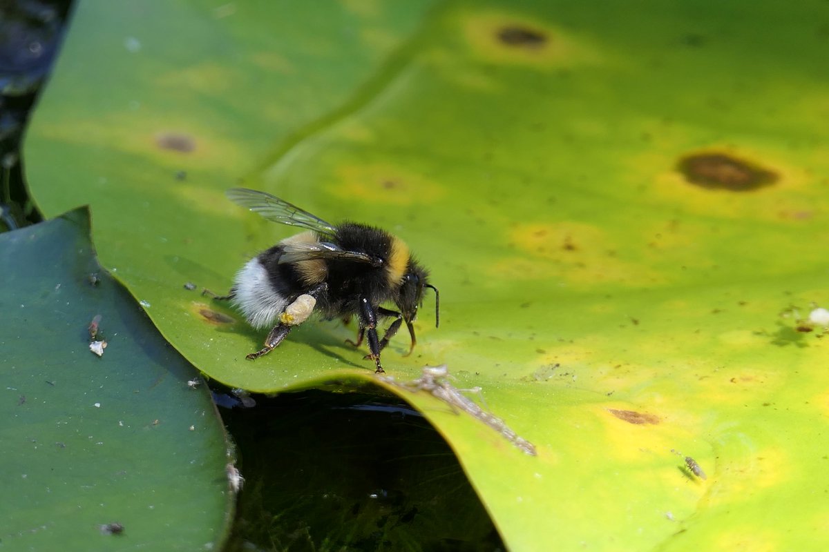 Dorst!                                           Deze hommel heeft zijn schaaltje water gevonden.  <a href="/volgdenatuur/">volg de natuur</a>  <a href="/waarneming/">Waarneming.nl</a> @denatuurin_nl 
@natuuronline <a href="/NederlandZoemt/">Nederland Zoemt</a> <a href="/bijenbrigade/">bijenbrigade</a>