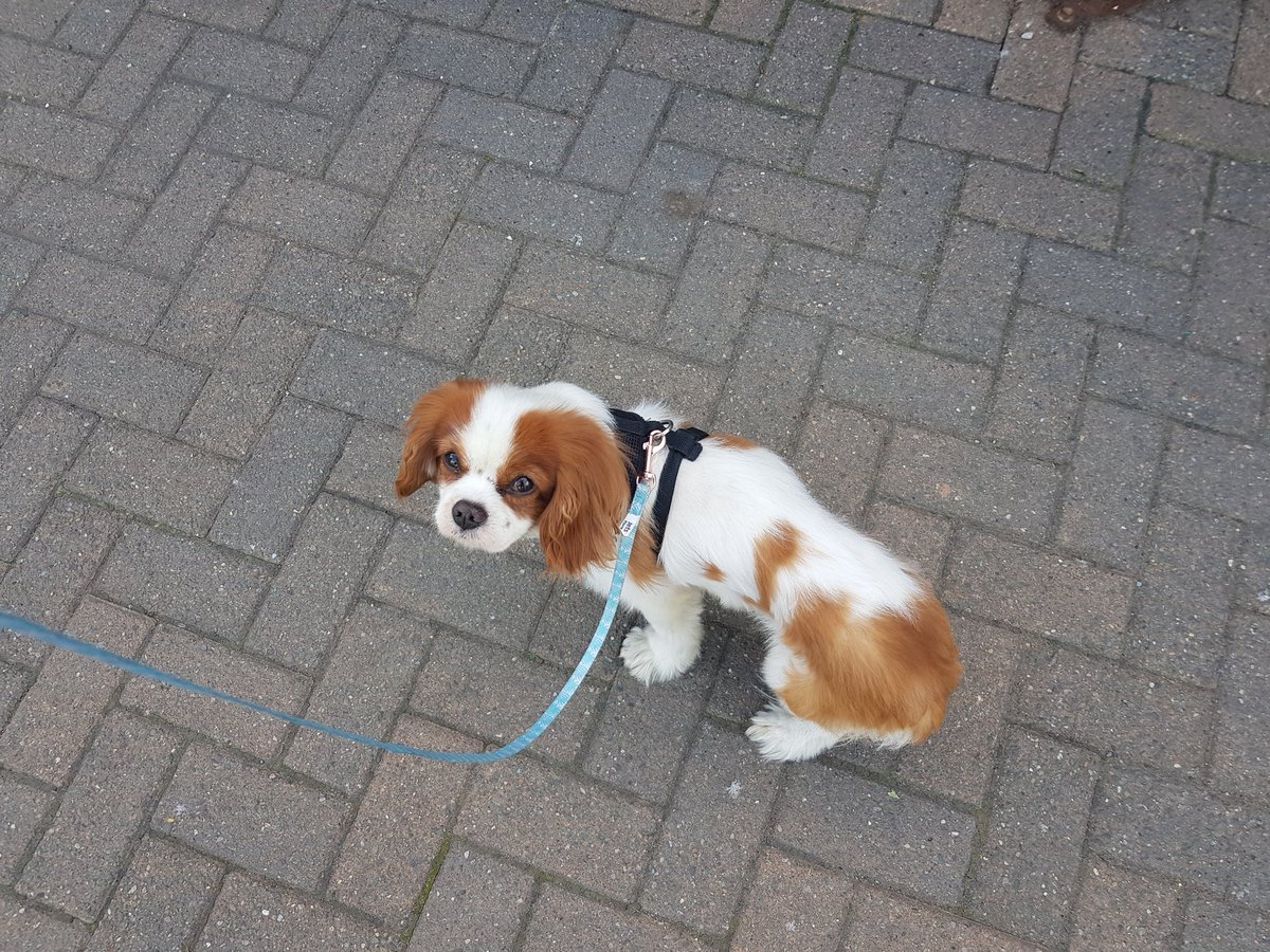 bruno_geogdog's tweet photo. Not unleashed #poorlittleme #dogslife https://t.co/SWQmWLXFN4