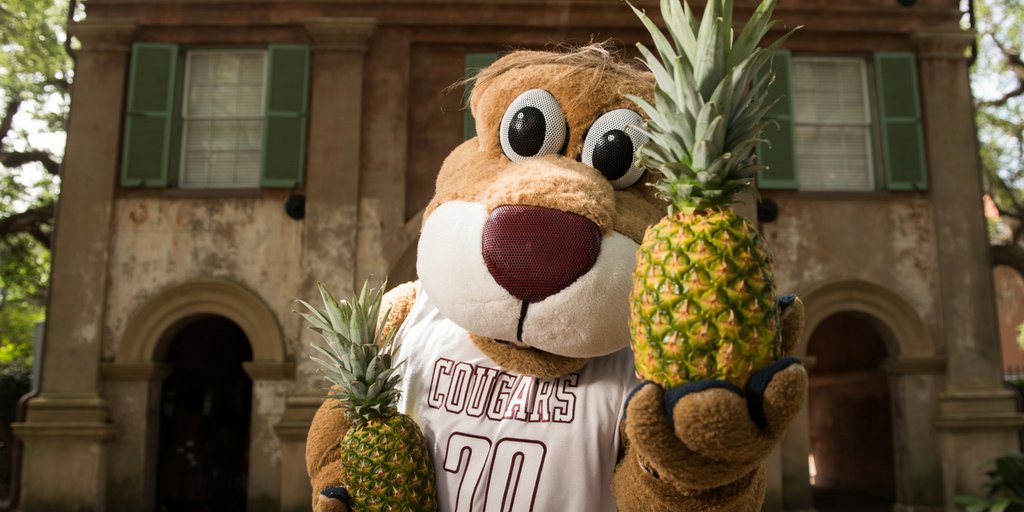 CofCSOE's tweet photo. Who else is excited to welcome the new cougar class, #cofc22, to campus? Weโre only 2 weeks away from the first day of the fall semester! #CougarWelcome #PassThePineapple https://t.co/AL4mkV0yma https://t.co/zpM26697wZ