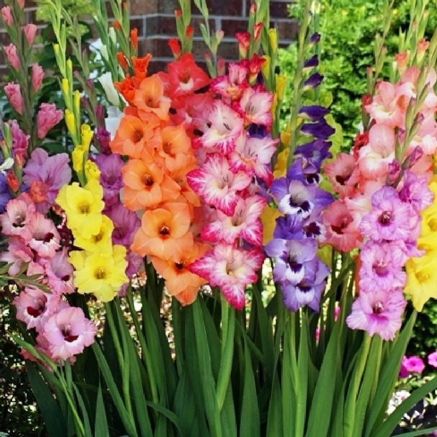 Gladiolus and Poppies are August's birth flower.  Enjoy these bright and showy blooms...better yet snap a pic of yours and tag us!  #gladiolus #poppies #augustflower