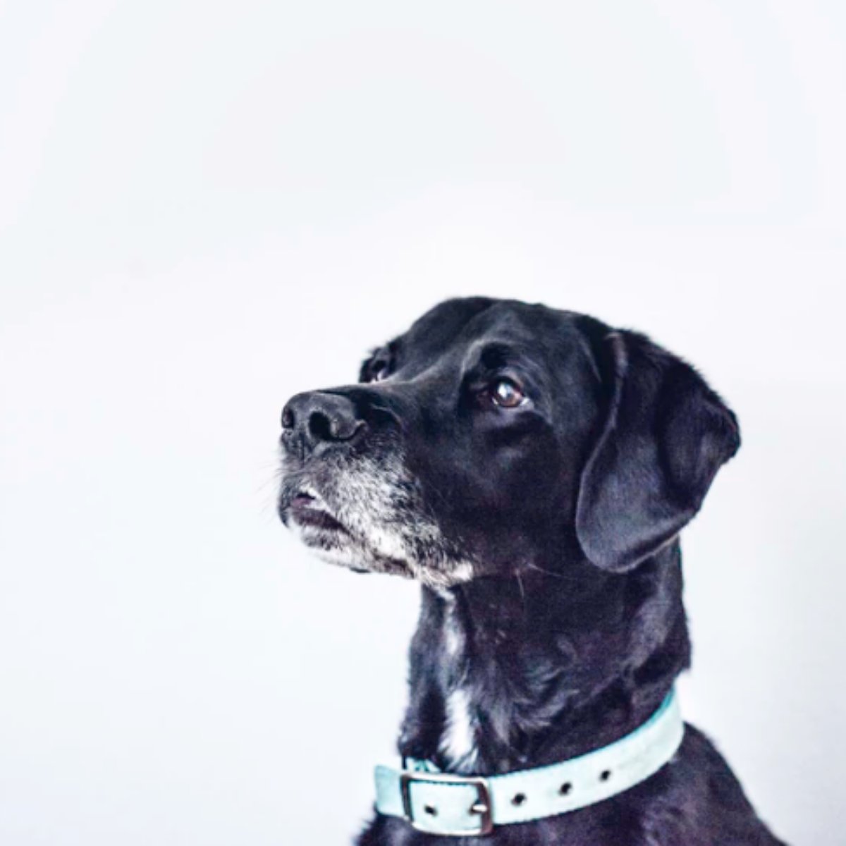 Lazy Creek Pet Food tweet media