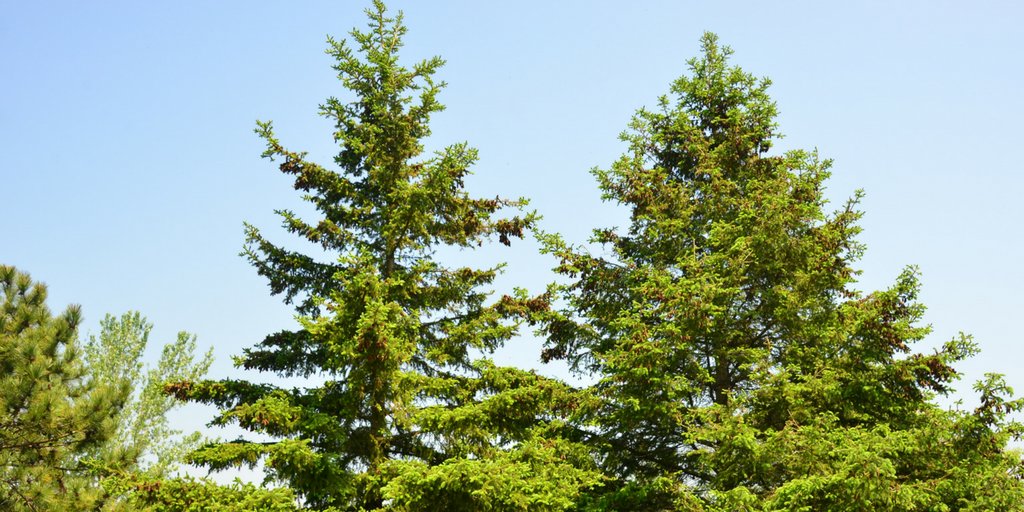 leaf's tweet photo. Learn how to identify native and invasive species with expert help from a LEAF professional. Discover beautiful native plants you can grow in your yard! Registration for this event is limited and is on a first come, first served basis. https://t.co/aVXuAjMspw https://t.co/8Hoqq7RFqz