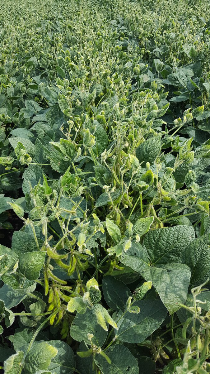 Iowadirtboss's tweet photo. Puzzling leaf cupping near waterway possibly drift from neighboring corn that followed low spot? https://t.co/XqvFyBIa21