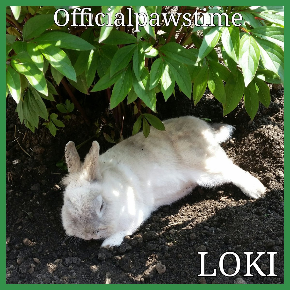 Paws_Time's tweet photo. KEEPING COOL! 🐇💙🐇💙🐇
#bunny #bunnyhop #bunnyworld #bunnyrabbit #bunnylife #bunniesworldwide #bunnyoftheday
#bunnies #fabbunnies
#rabbit #rabbits #rabbitworld #rabbitlife #rabbitsworldwide
#cuteanimals  #cutenessoverload #dailydoseofcute #dailyfluff #cutie #toocute #socute https://t.co/13MxDEsRGb