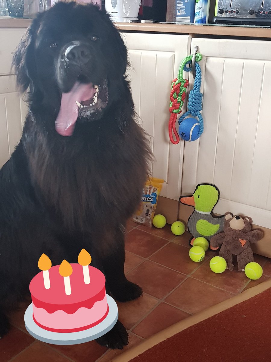 Happy 3rd Birthday to me <a href="/mycaninecompani/">My Canine Companion</a> #asd #Aspergers #Autism #ServiceDog #Newfie #Anxiety
