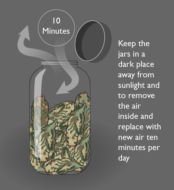 spliffseeds's tweet photo. How to dry and cure your buds? https://t.co/DB09xcoA8Y #cannabis https://t.co/lu55HhQIdu