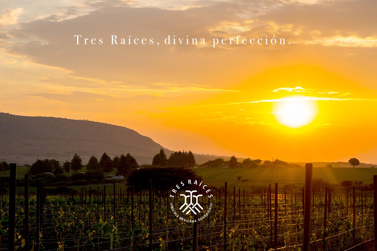 vinicola3raices's tweet photo. Una nueva experiencia vinícola está por suceder en el corazón de Guanajuato.

Vinícola Tres Raíces 🍇
Próximamente... https://t.co/mbRbJThiKy