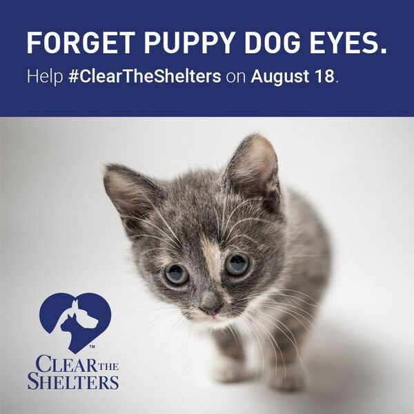 Miami-Dade County Animal Services tweet media