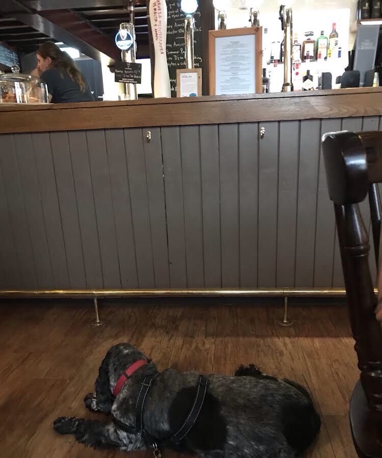 TheExecutiveMax's tweet photo. If I lay here,
if I just lay here ..
#pubdog 
#fabpub https://t.co/59LLdwb3Go