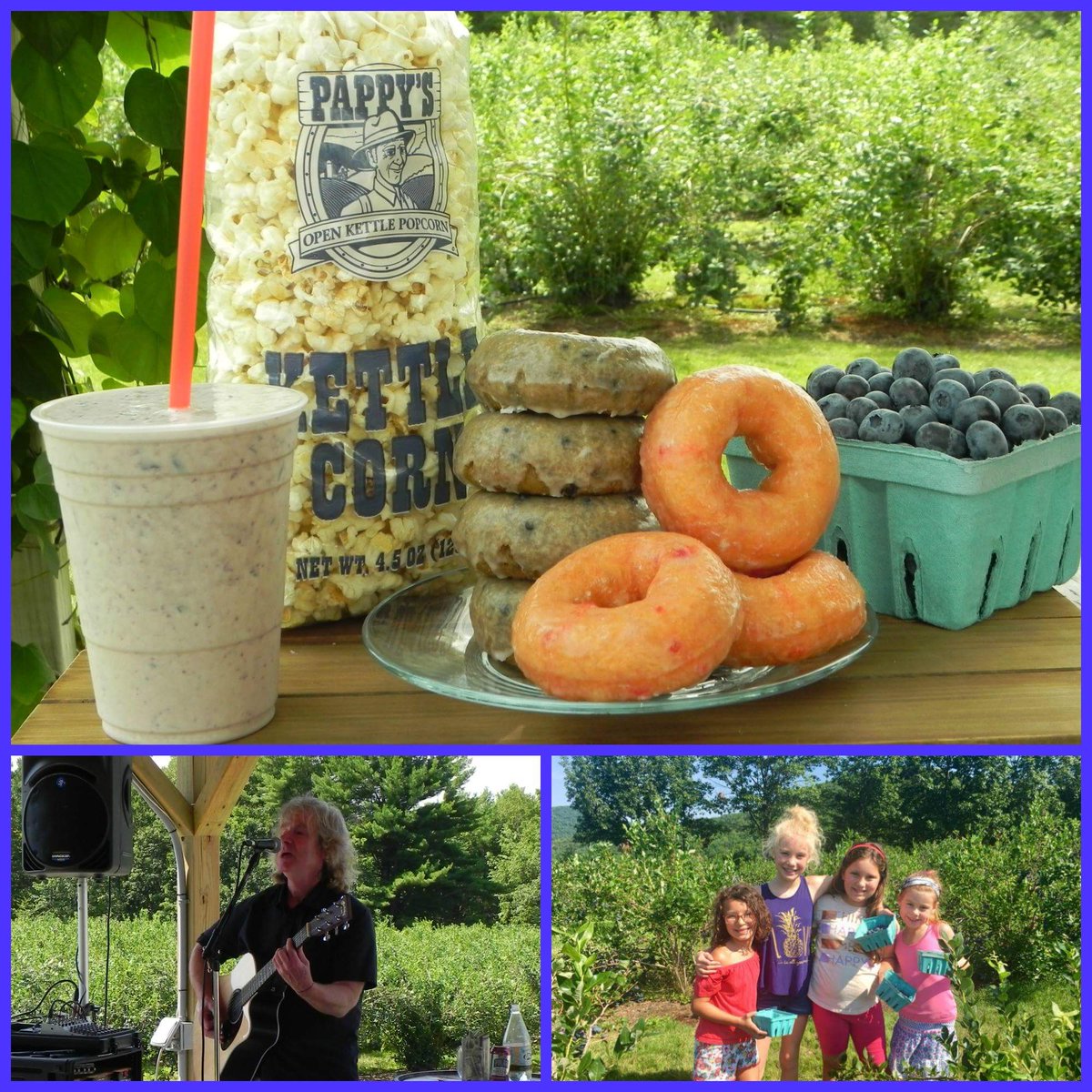 libbyupicks's tweet photo. Excellent Blueberry Picking! Open Wed 8/8 &amp; Thurs 8/9 8a-1p Live Music, Blueberry &amp; Strawberry Donuts, Blueberry Smoothies #libbyupicks #maine #mainething #blueberrypicking #blueberries #blueberrysmoothies https://t.co/G1ac6KbVsN