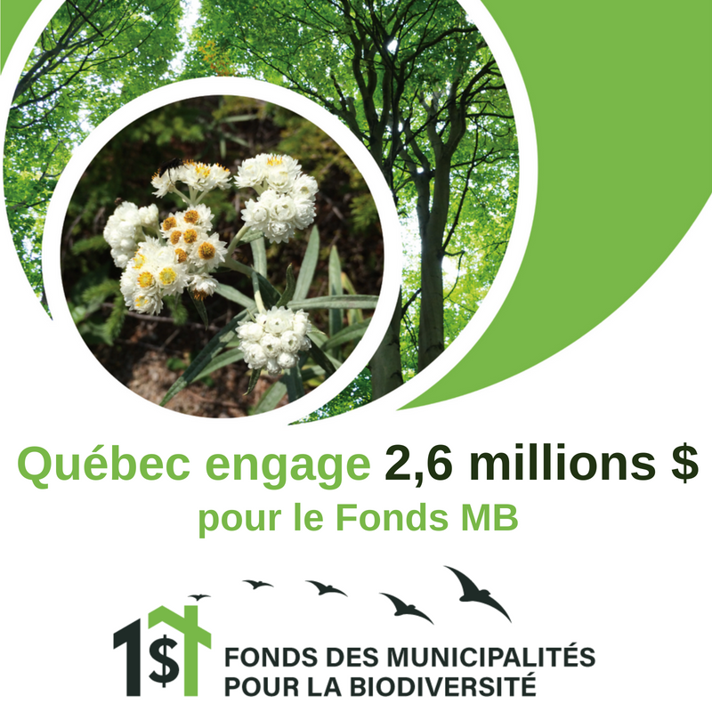 snapqc's tweet photo. BRAVO ! Avec un investissement de 2,6 millions de dollars sur 5 ans, #Québec permet aux #municipalités et aux communautés de se donner les moyens d’agir pour la protection des milieux naturels et de la #biodiversité! #FondsMB https://t.co/vzTt61UFDh @Fondationfaune @Isamelancon https://t.co/M3YUlN6wdO