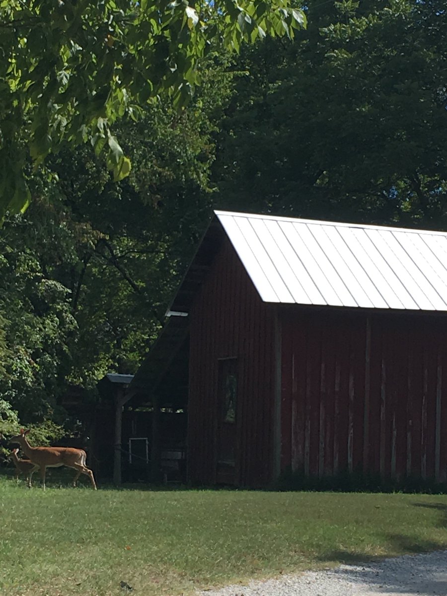 DaviesManor's tweet photo. Mother and child touring our grounds #Memphis #wildlife https://t.co/c6UTERqdu9