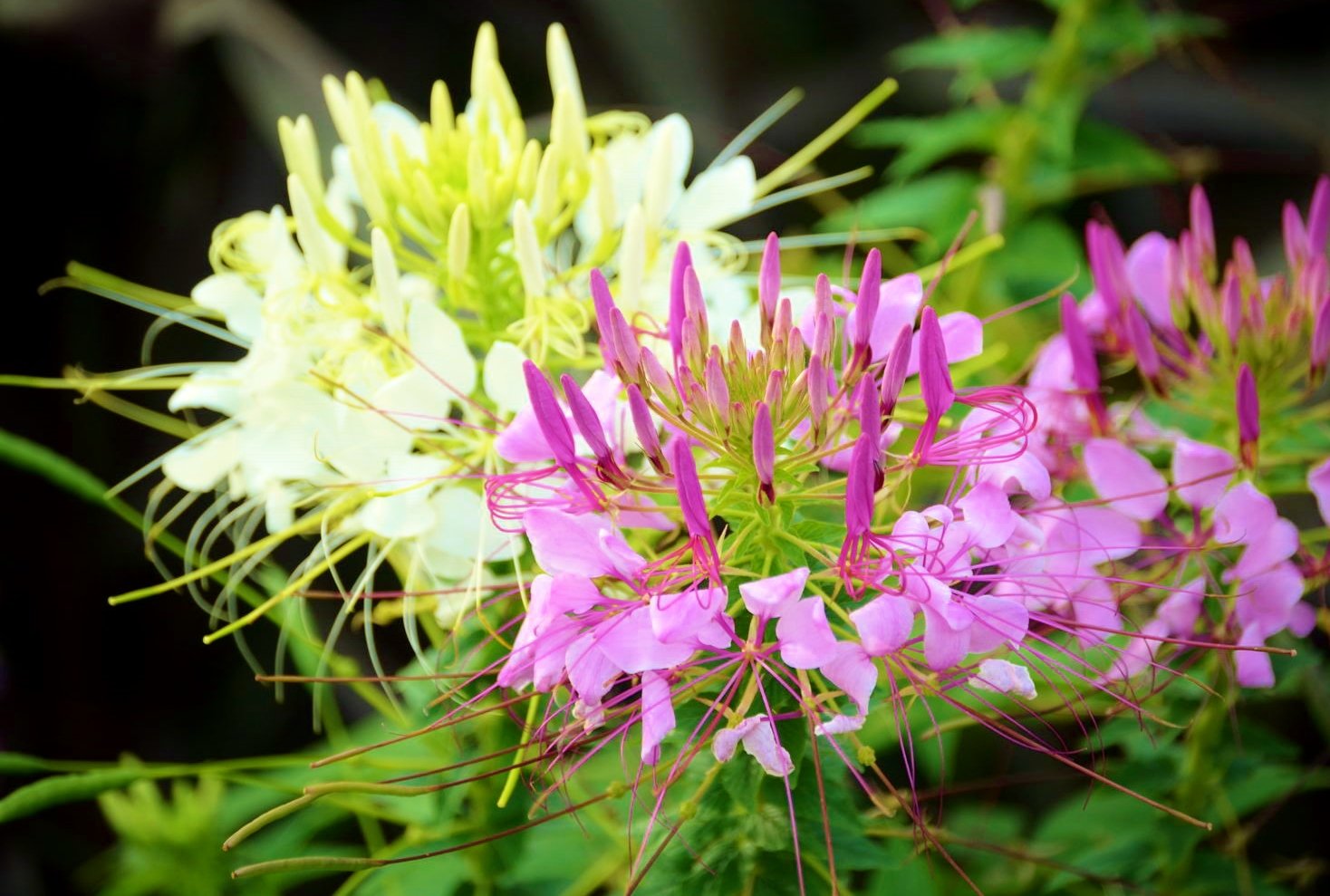 花 8月8日の花 クレオメ 花言葉 小さな愛 フウチョウソウ科 別名 西洋風蝶草 酔蝶花 スイチョウカ 英名 Spider Flower スパイダーフラワー 蜘蛛の花 渡来 明治時代初期 花色 白 ピンク 紫 原産地 南アメリカ 開花期 7月 10月