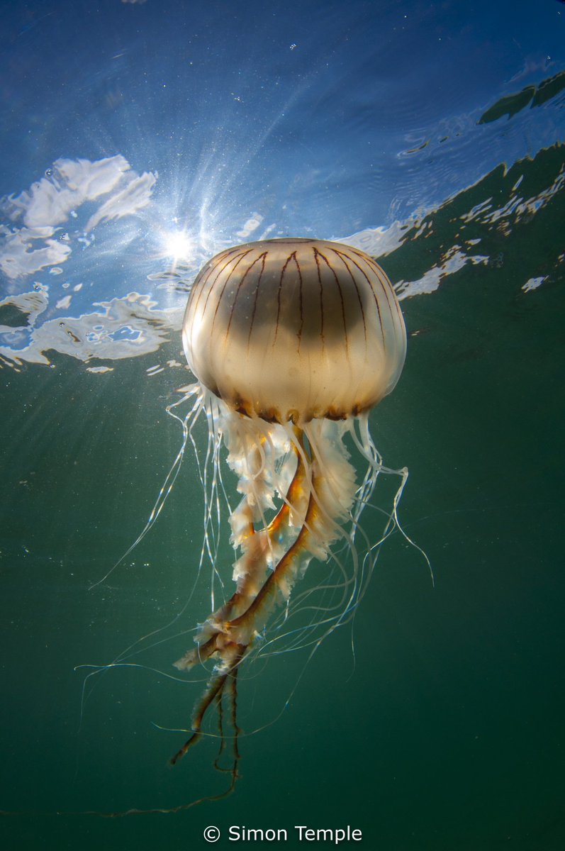 Compass jellyfish with sunburst. #uwphotographer #uwphoto #scuba #uwpics. #underwaterphoto #sealife #aquaticadigital #seaandsea #inon  #nature #uwlife  #underwaterphotography #nikon #underwaterpics #uwphotography #uw #underwatershots #diving #oceanlife #underwaterlife #jellyfish