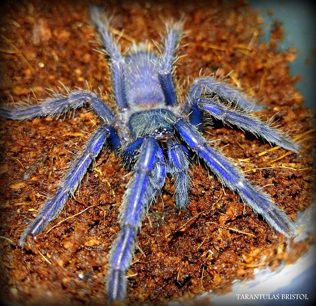 Tarantulas Bristol tweet media